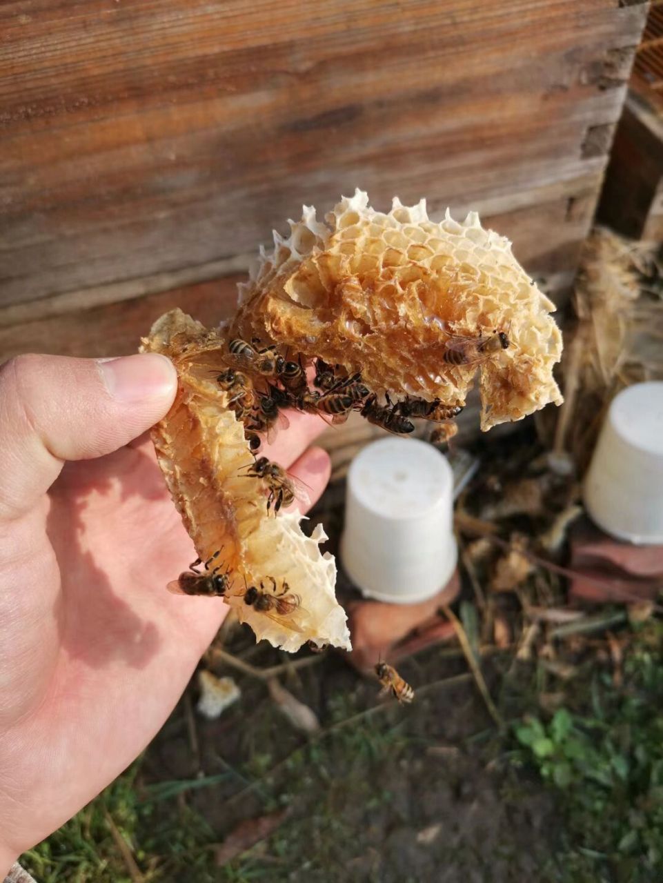 天然蜂蜡用途广泛,很多我作为卖家都不知道 最初我13年开始销售蜂产品