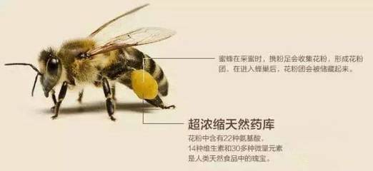 老祖宗对蜂产品的应用 限制了我的想象力